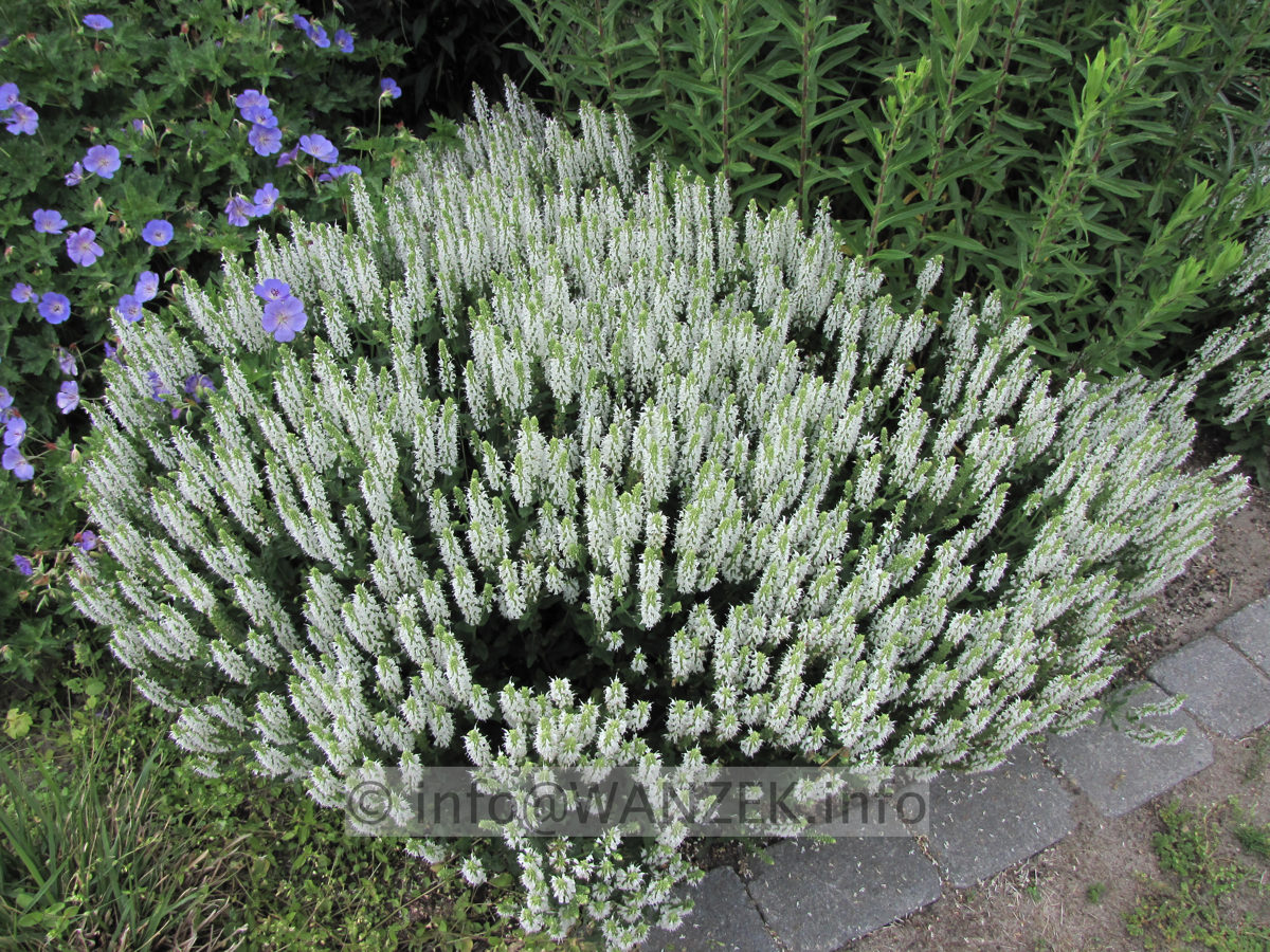 Salvia nemorosa Adrian 01.JPG